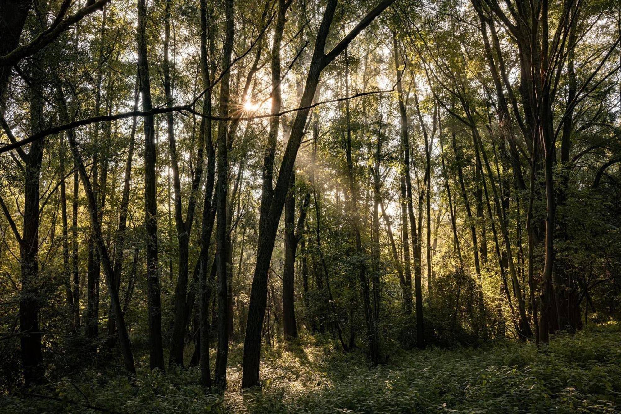 Veluwe Park Reewold Chalet Eclipse Putten Luaran gambar